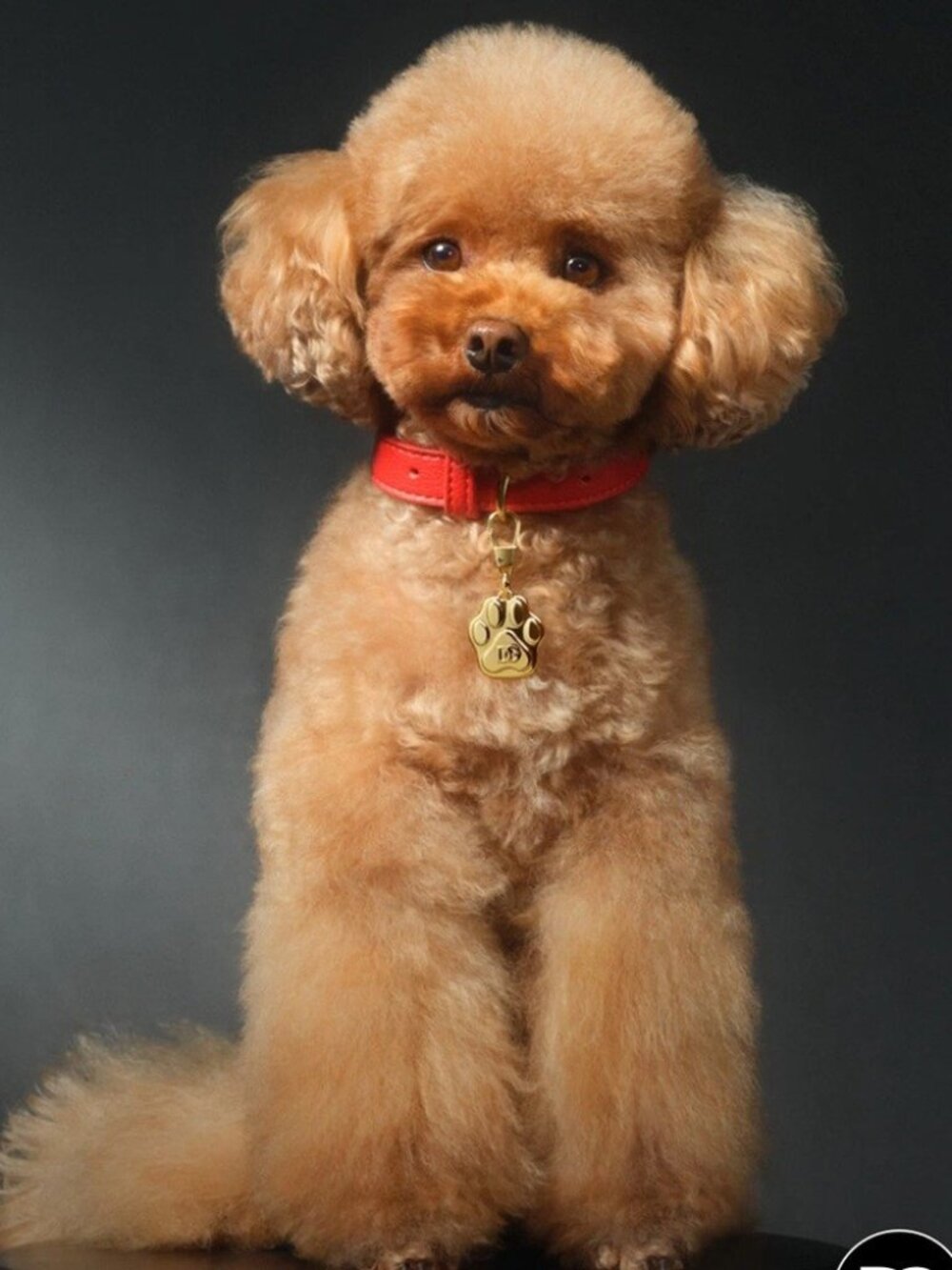 Dolce & Gabbana FeFe Leather Dog Collar Red with Gold Paw Charm - 20.5" long